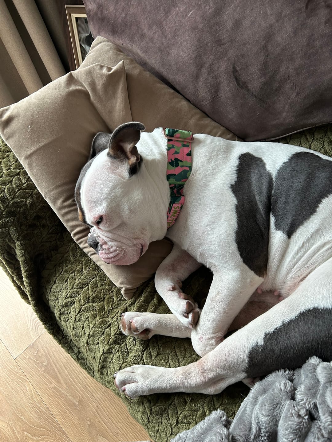 Customer photo review of 5cm Lighter Combat® Collar | Pink Camouflage