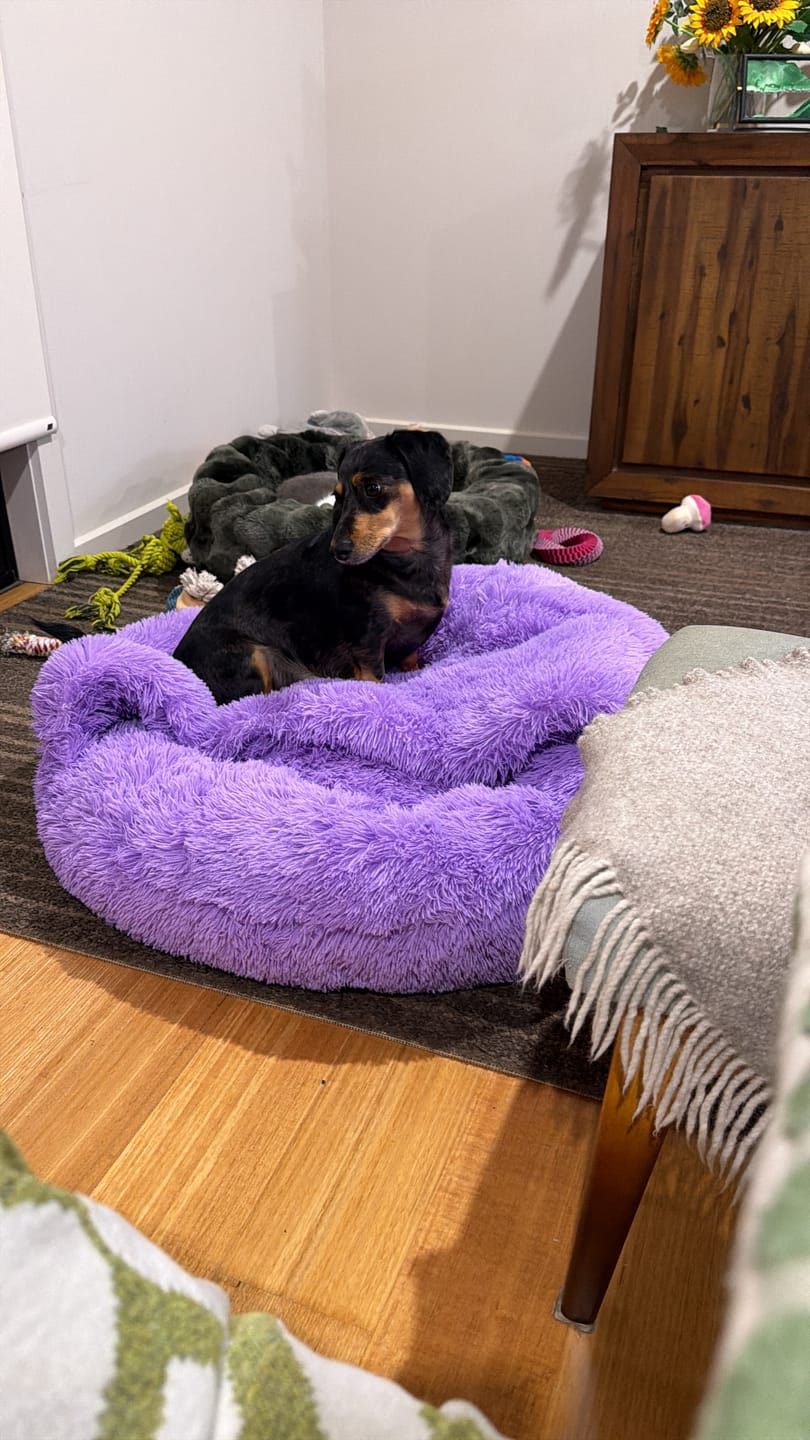 Customer photo review of Dachy-Doo Burrow Bed™