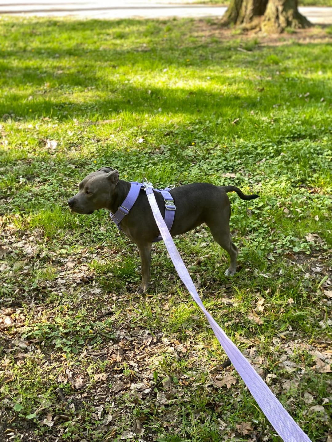 Customer photo review of Szelki z szybką klamrą - Easy Walk Extreme Baby Purple