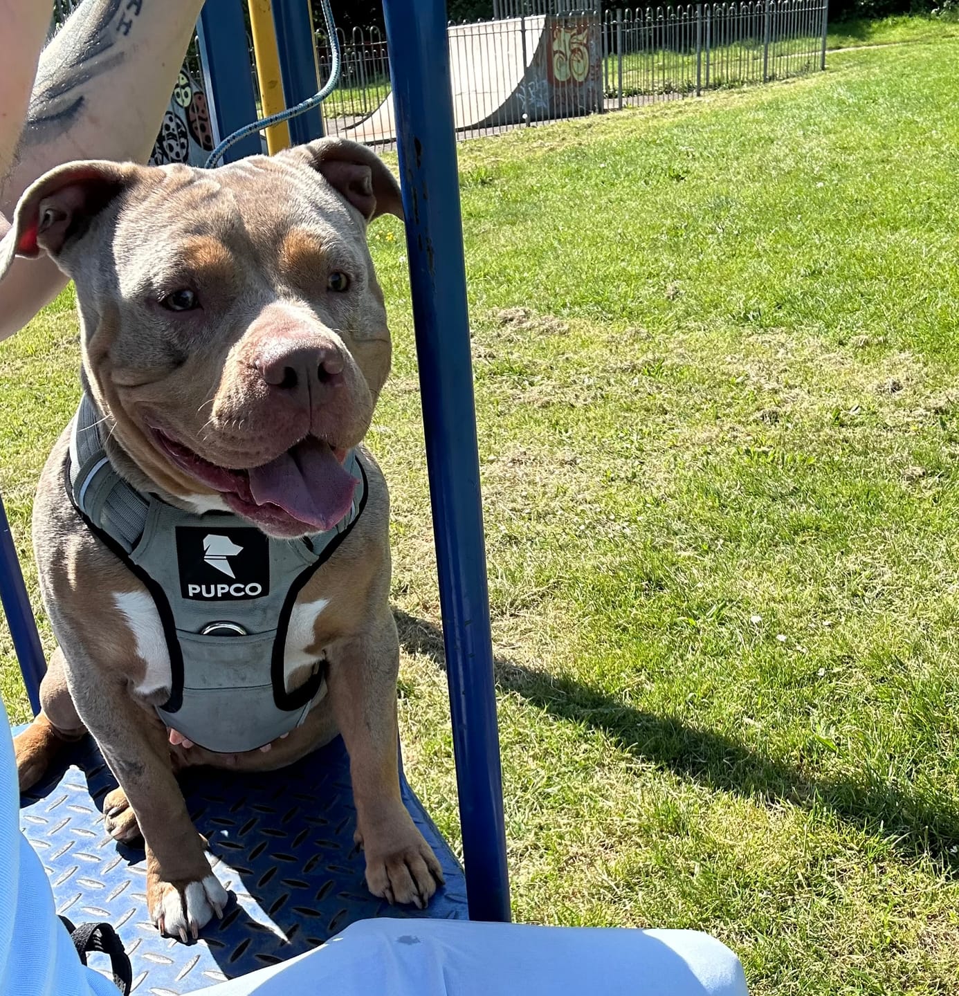 Customer photo review of Prime harness - Grey