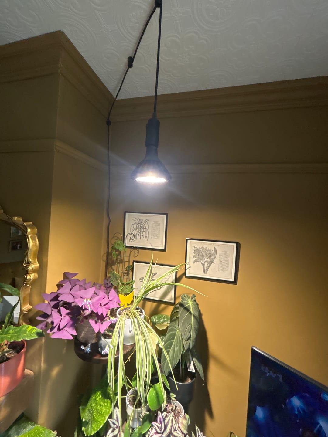 Customer photo review of Pianta 30 Grow Light LED Bulb