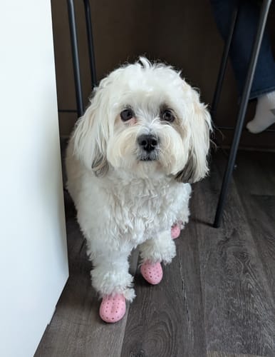 Customer photo review of WagWellies® Mojave