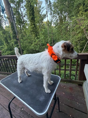 Customer's small white dog wearing the bright orange Tactical K9 Dog Collar while standing on a table outdoors.