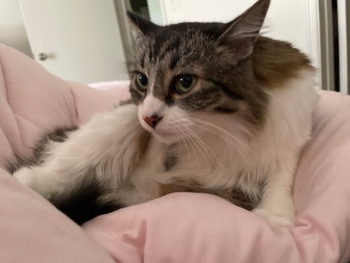 Customer photo review of MarshMellow Comforter