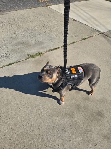 Customer's grey dog wearing the black tactical Team K9™ Dog Harness with custom patches on a sidewalk.