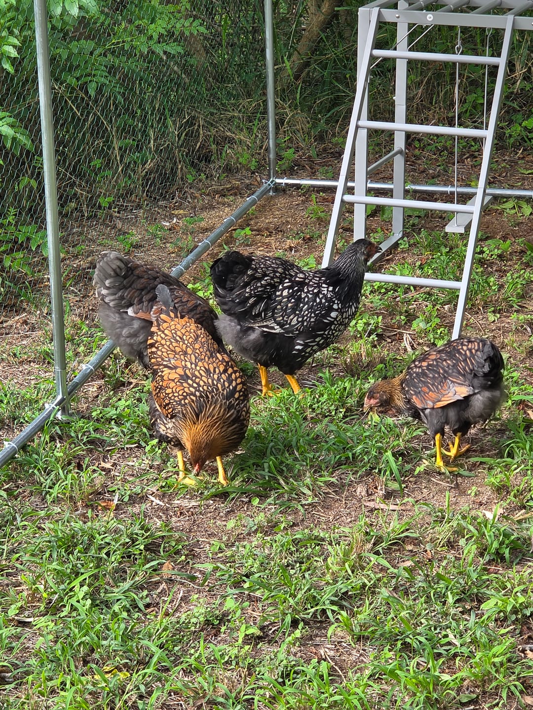 Customer photo review of Pets Gear Metal Galvanised Steel Walk In Chicken Coop 6m x 3m