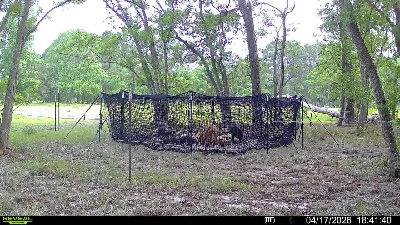 Customer photo review of Pig Brig Trap System