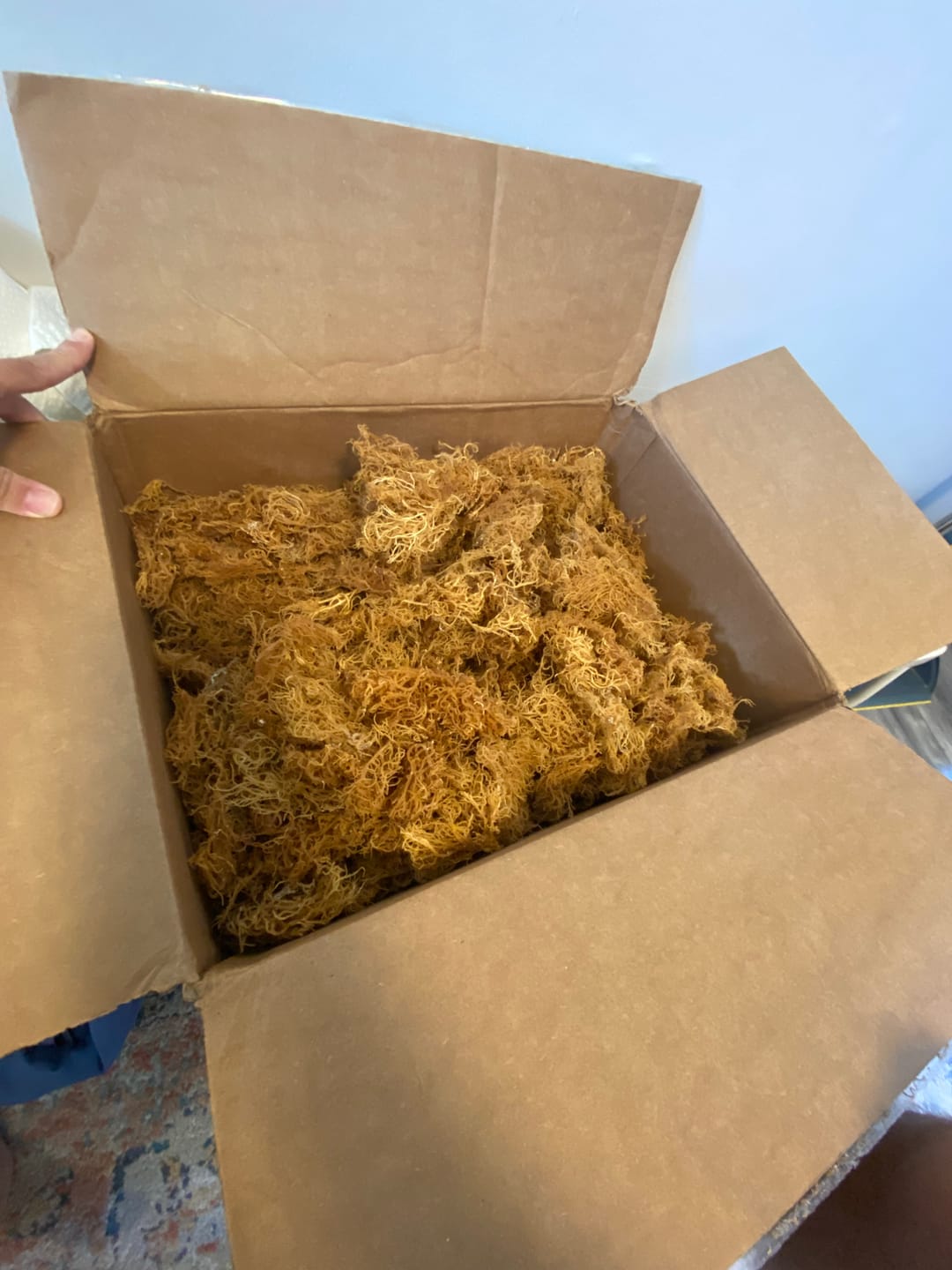 Customer photo review of Sea Moss from the pristine waters of St. Lucia- wildcrafted
