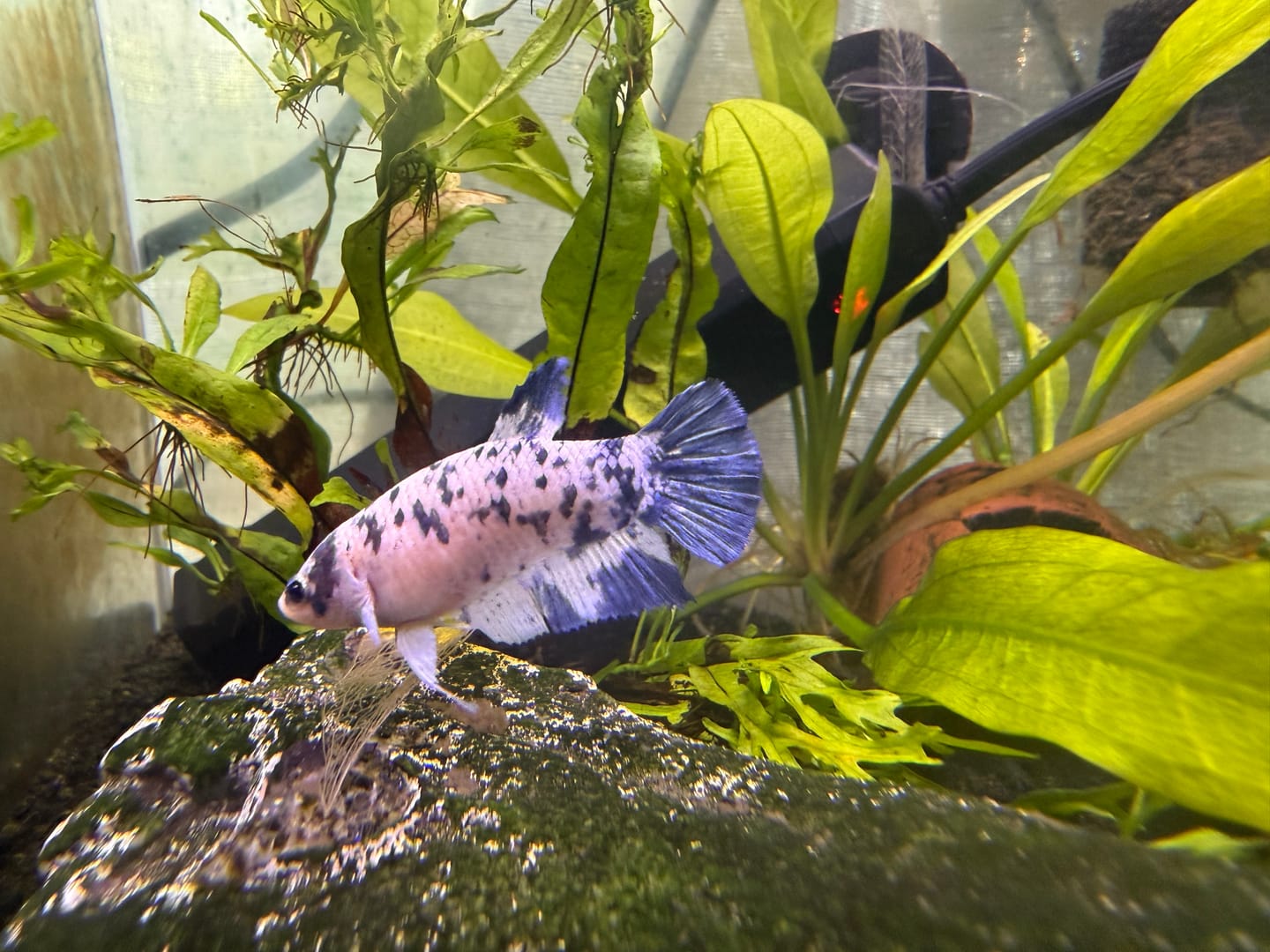 Customer photo review of Female Betta Fish Marble Dot Moo Cow Plakat