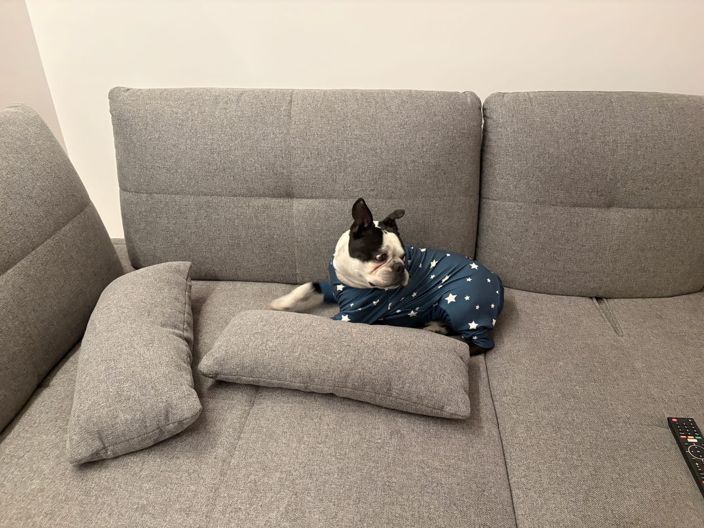 Customer photo review of Dog Pajama - Stars