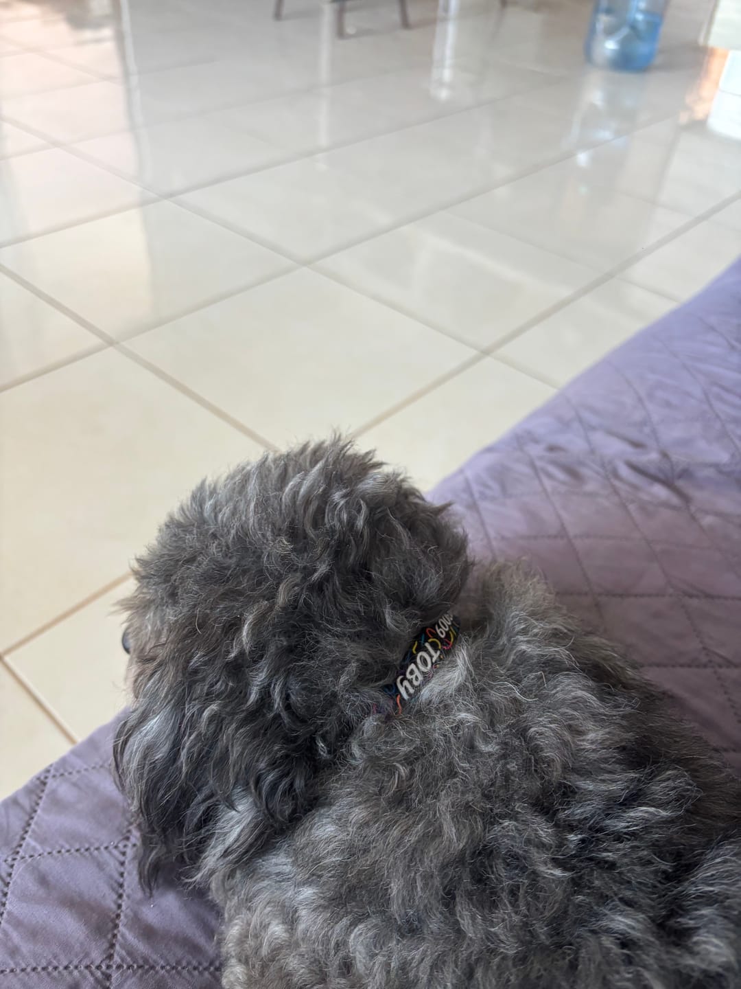 Customer photo review of Collar personalizado: Serpentina