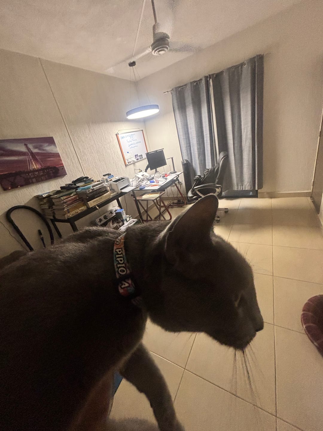 Customer photo review of Collar personalizado: Lienzo