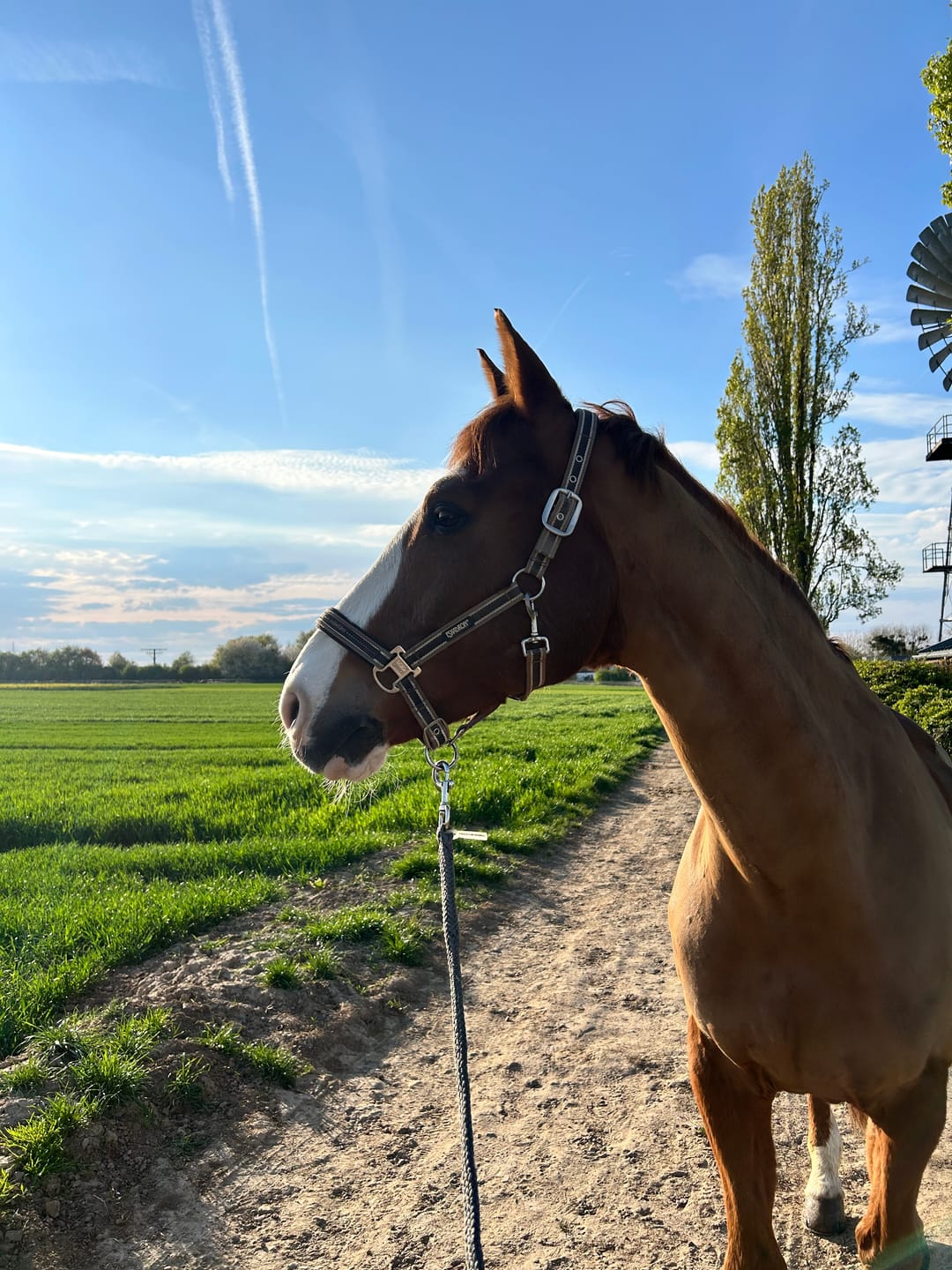 Customer photo review of Wurmtest Plus Pferd
