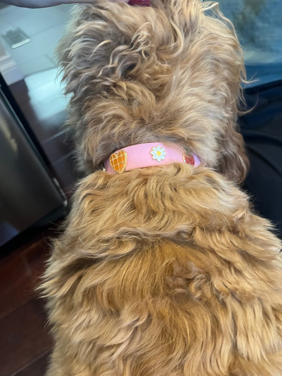 Customer photo review of Moodies Collar