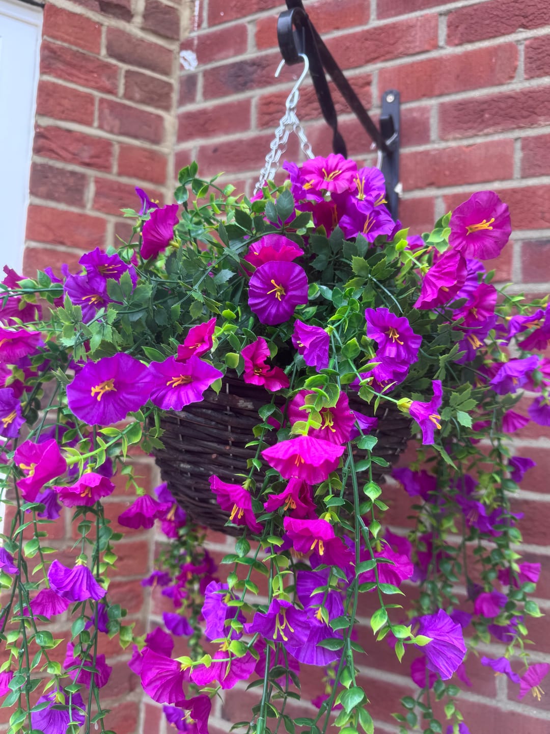 Customer photo review of Outdoor Hanging Petunia Basket - Purple
