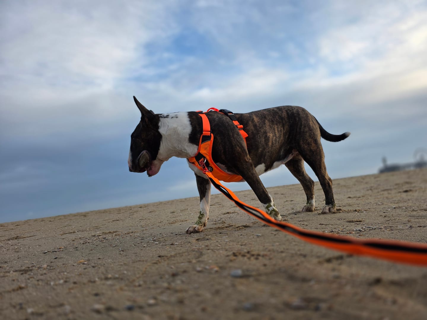 Customer photo review of Anti Pull Hurricane Harness Lighter | With Handle - Orange