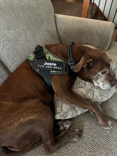 Customer photo review of Dogshood ™