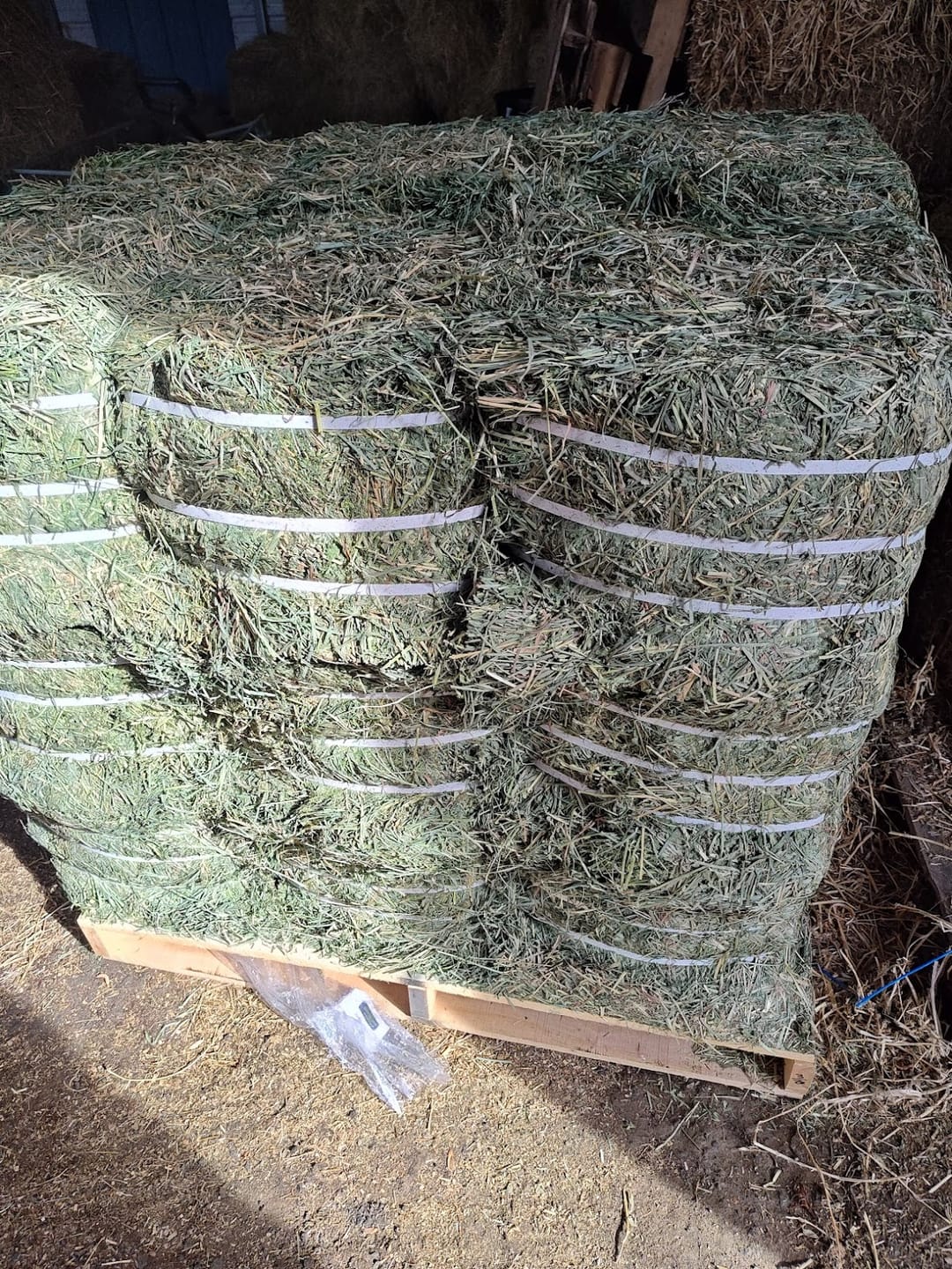 Customer photo review of Timothy Orchard Alfalfa Mix Hay2nd Cut (Click here for Qty Discount)