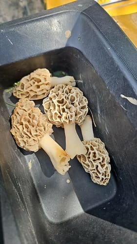 Customer photo review of Gold Spectrum THCA Flower (Top) - Purple Cream