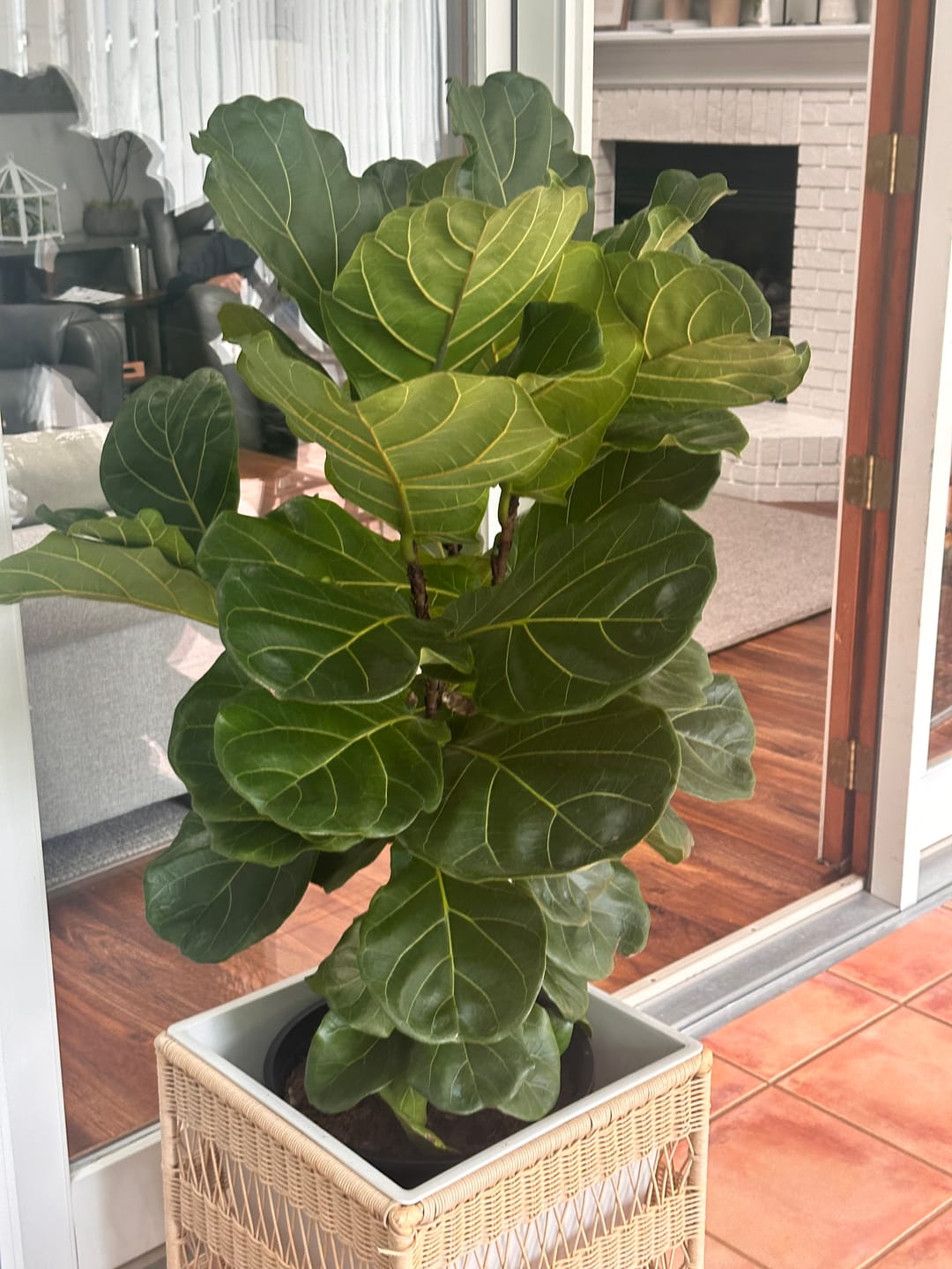 Customer photo review of Leaf Cleanse