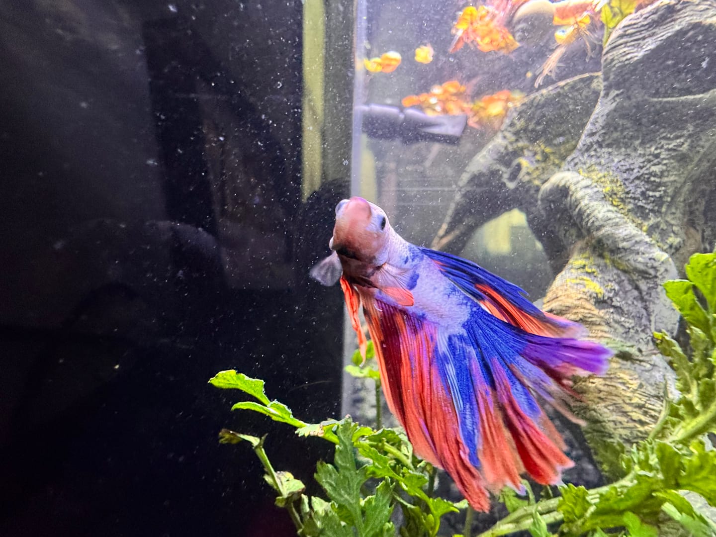 Customer photo review of Mix Galaxy Halfmoon Male Betta Fish High Grade | Buy 4 Get 1 Free | Mystery Betta