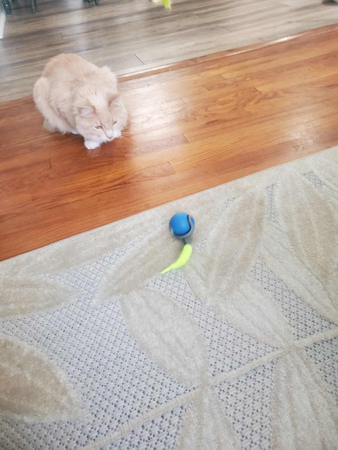 Customer photo review of SPEEDY TAIL 2.0