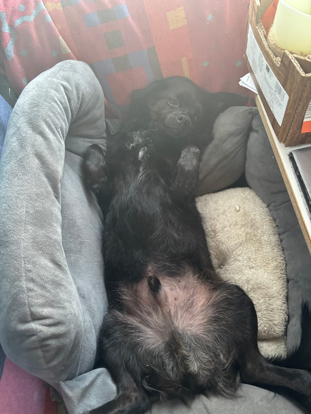 Customer photo review of Wurmtest Pro Hund