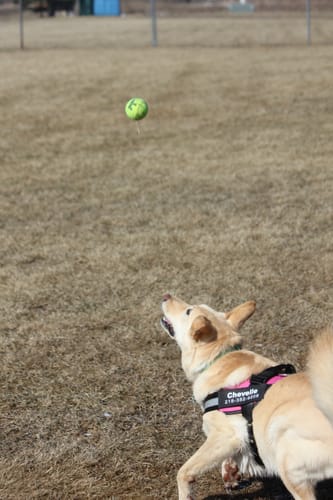 Customer photo review of Dogshood ™
