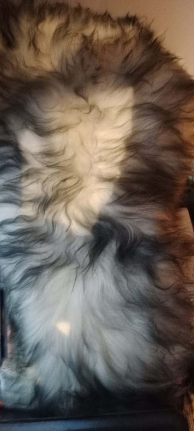 Customer photo review of Icelandic Sheepskin Rugs