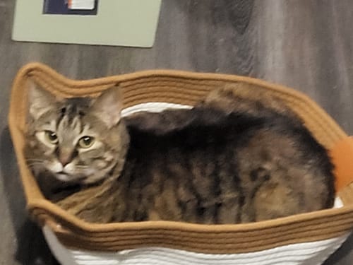 Customer photo review of Instinct Basket | Meet the first research-backed natural territory for indoor cats