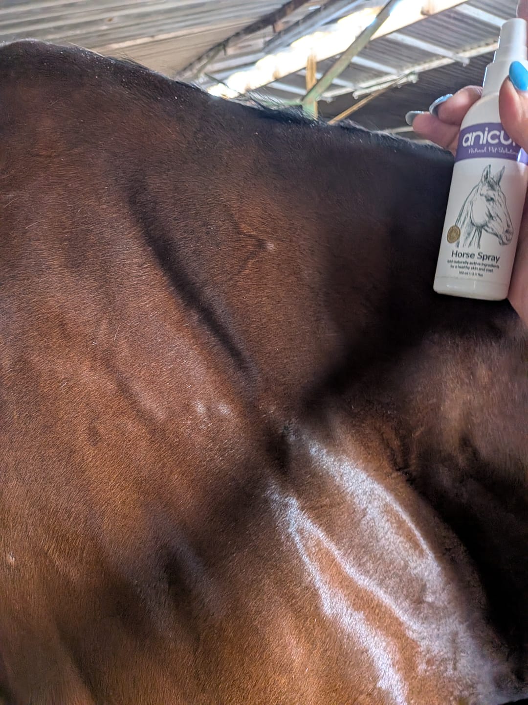 Customer photo review of Horse Spray