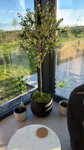 Customer's Matt Black Iron Pot holding a large faux tree with moss in a brightly lit room.