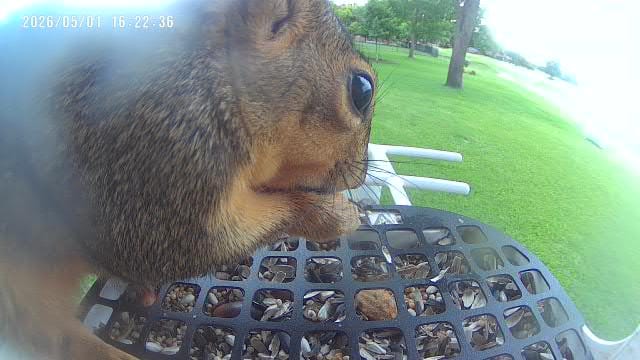 Customer photo review of Squirrel Proof Mesh, compatible with P53n, TUC, PAV