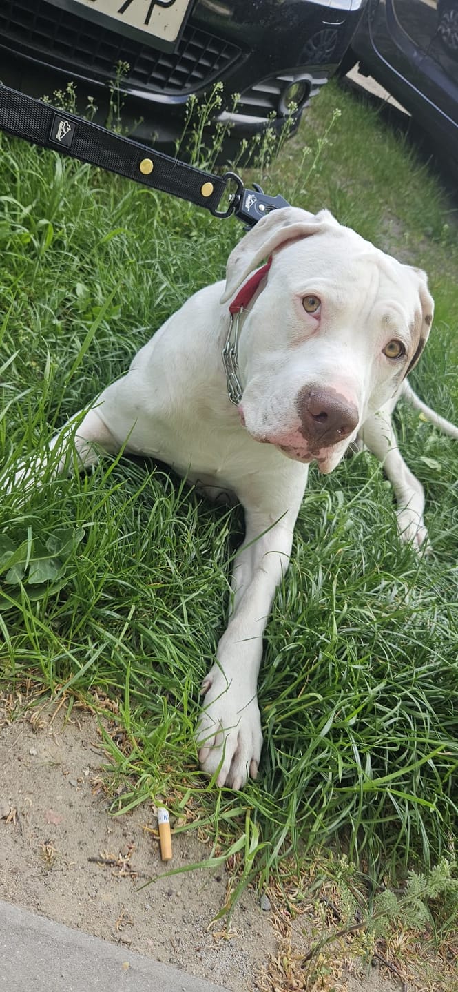 Customer photo review of Smycz nylonowa Walk Leash – Golden Edition Czarna