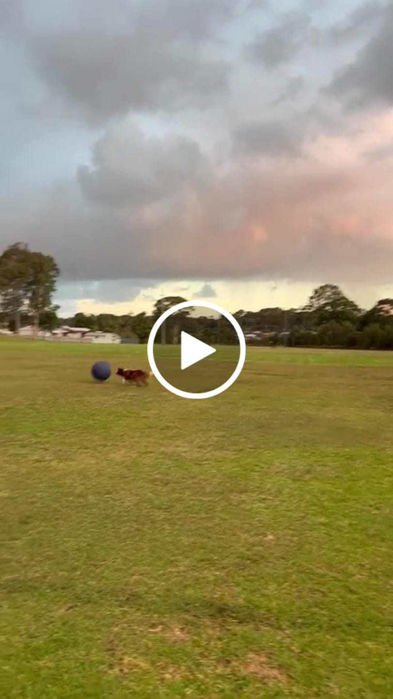 Customer video review of Herding Ball