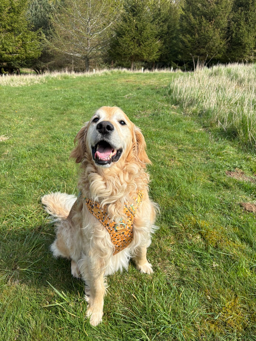 Customer photo review of Trail & Glow Dog Lead 5ft - Colour Drops - Wanna-Bee