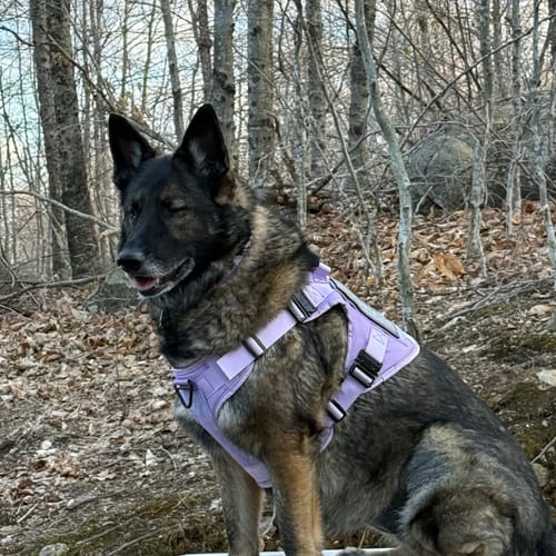 Customer's dog wearing the lightweight, purple Team K9 Tactical Dog Harness in a wooded setting.