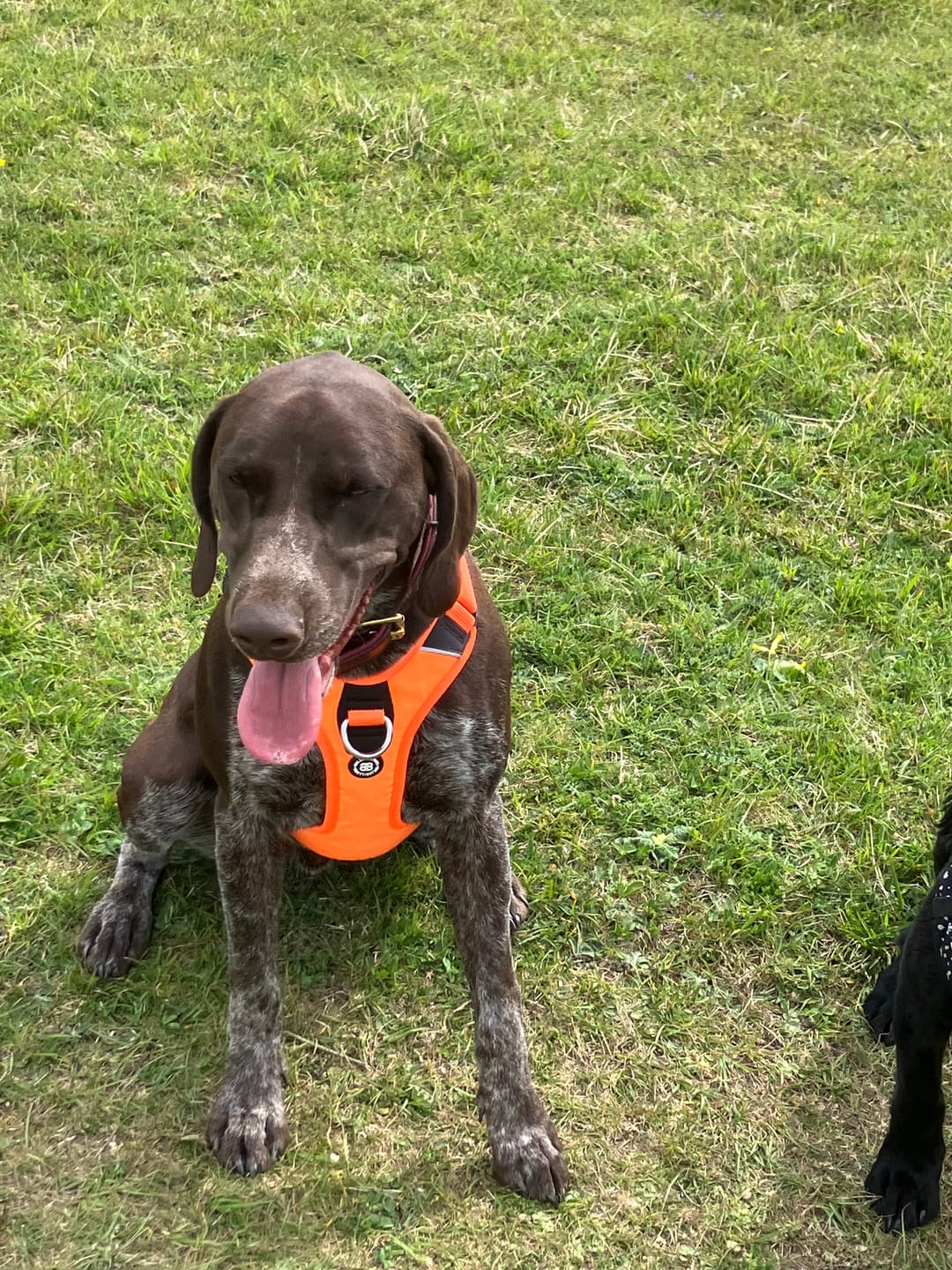 Customer photo review of Anti Pull Hurricane Harness Lighter | With Handle - Orange