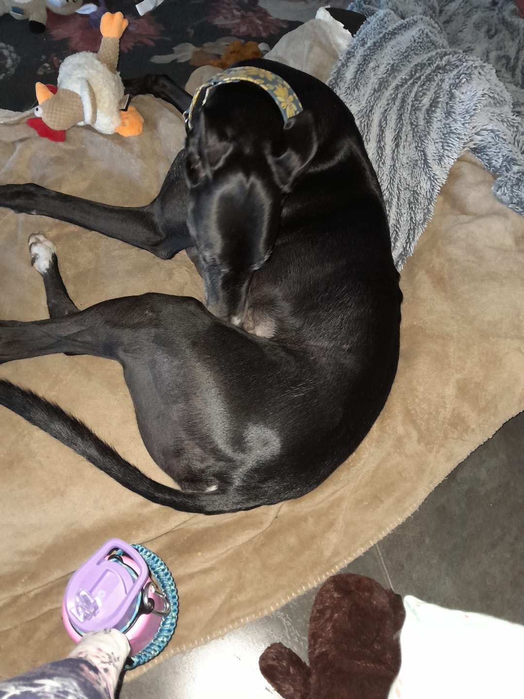 Customer photo review of Digestive K9 Powder