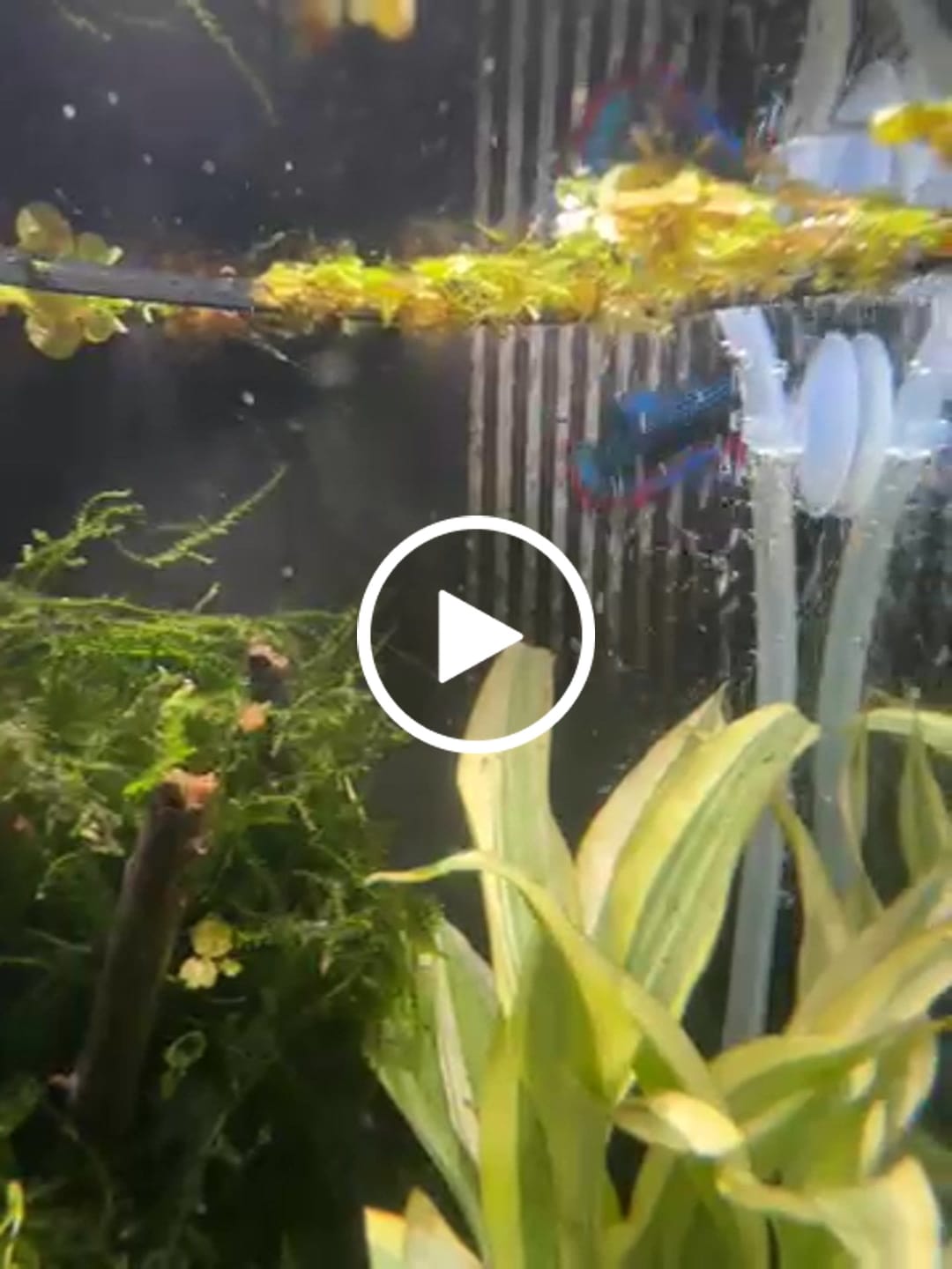 Customer video review of Wild Betta Imbellis - South of Thailand (Male)
