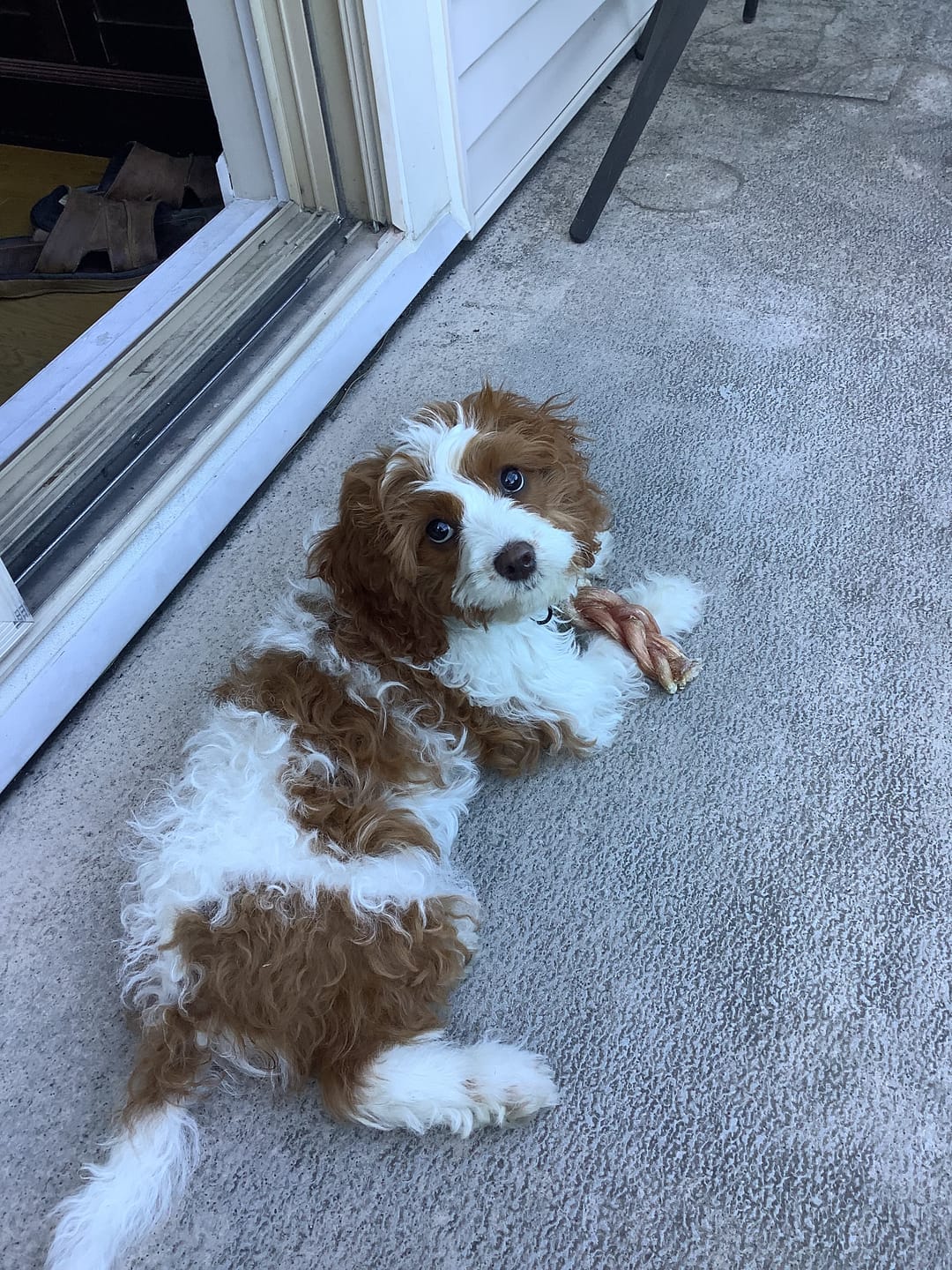 Customer photo review of 6 Inch Monster Bully Stick