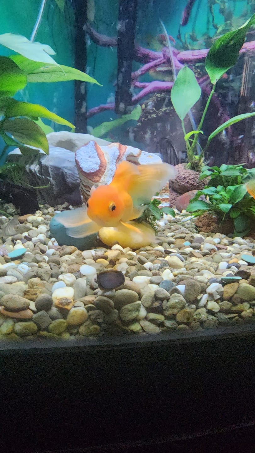 Customer photo review of Batman Nerite Snail