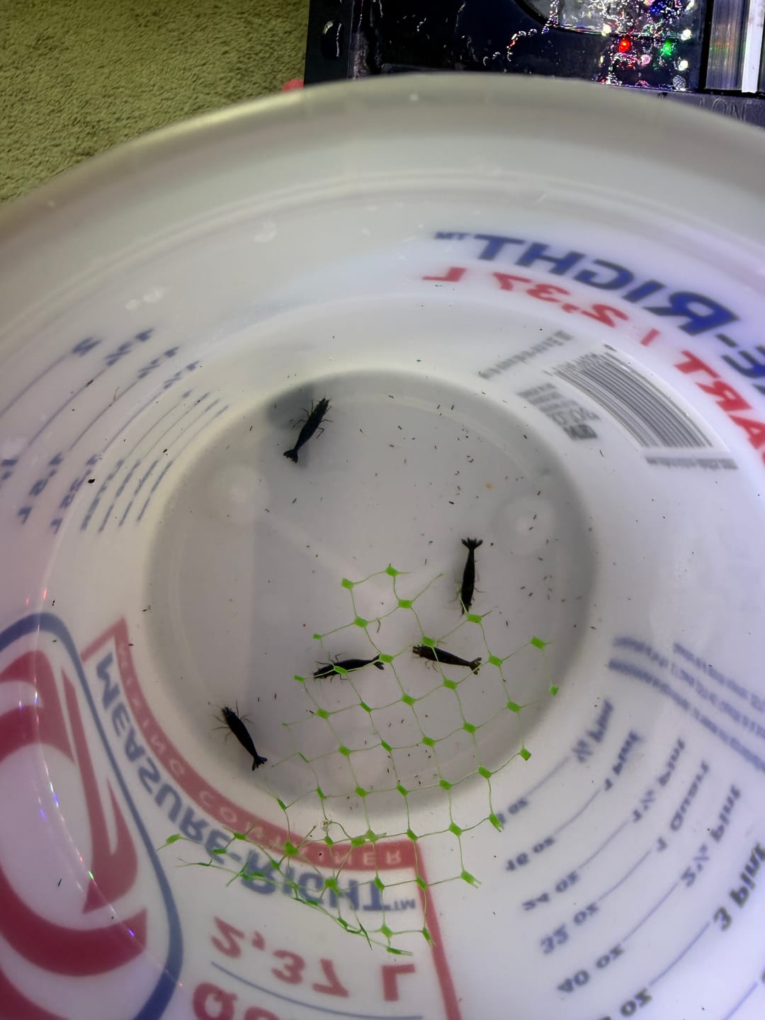 Customer photo review of Green Jade Shrimp