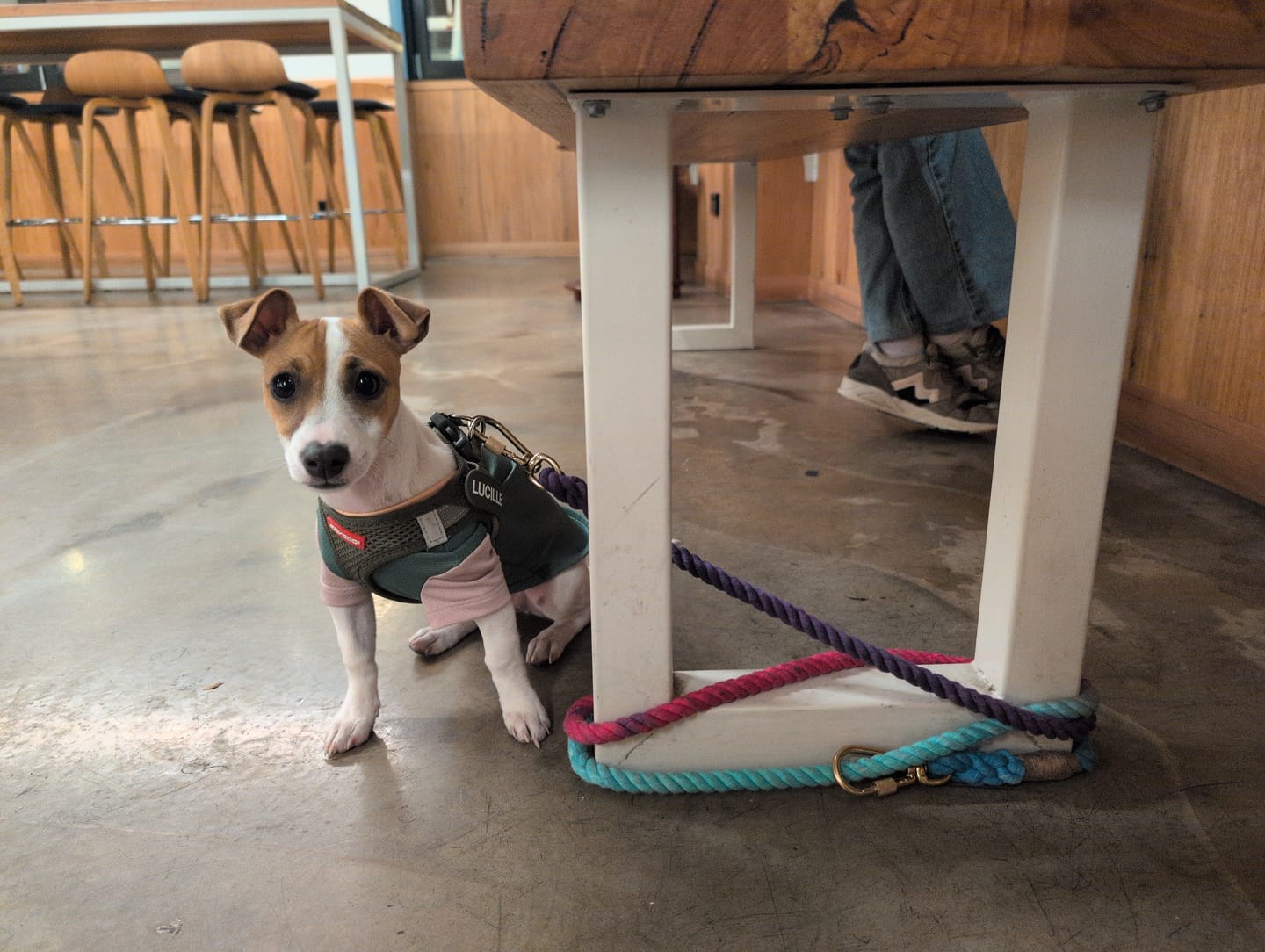 Customer photo review of Dark Multi Ombre Cotton Rope Dog Leash by Found My Animal | Adjustable & Handcrafted