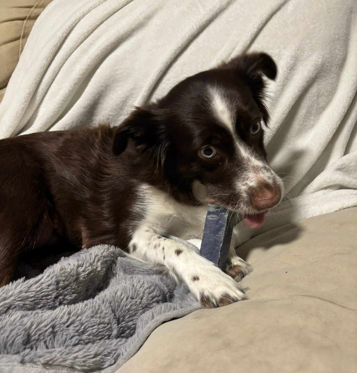 Customer photo review of Blueberry Himalayan Yak Chew (MEDIUM)