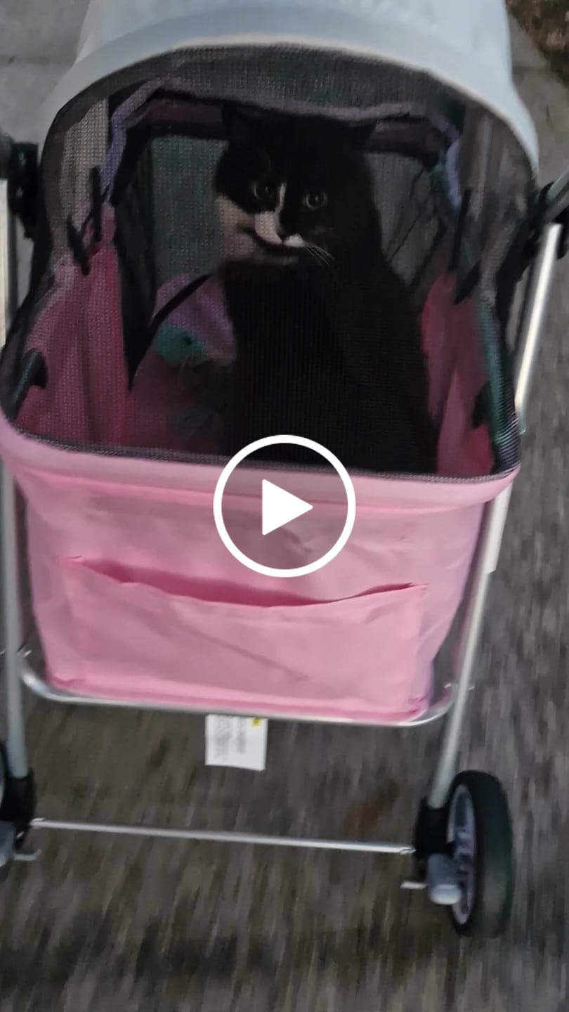 Customer video review of Compact & Comfortable Pet Stroller