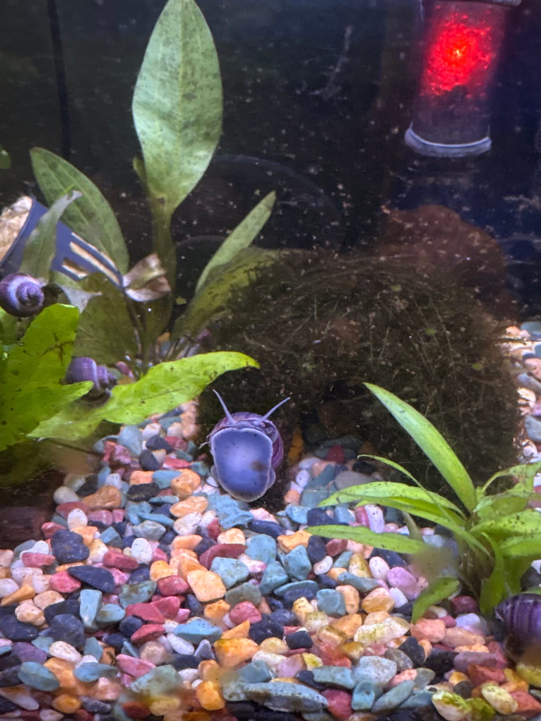 Customer photo review of Magenta Mystery Snail