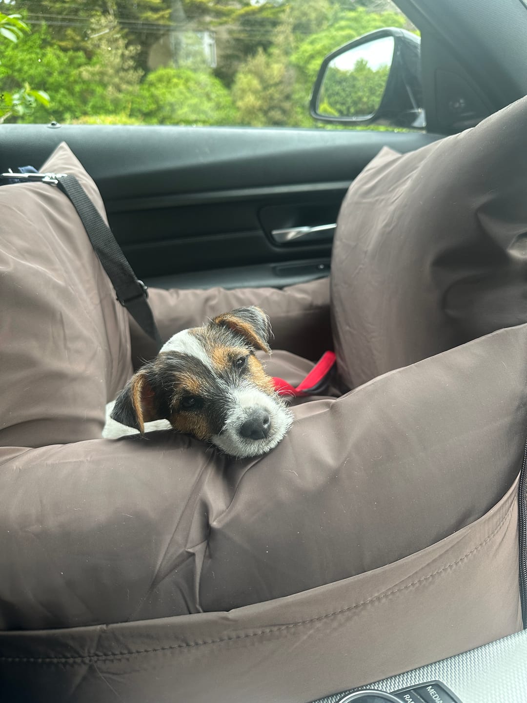 Customer photo review of Travel Dog Pod - Now With IsoFix