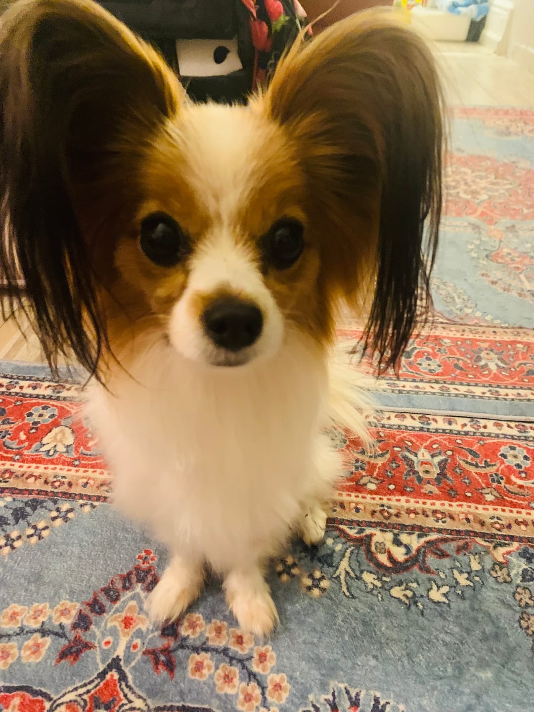 Customer photo review of Bark-Less Bites