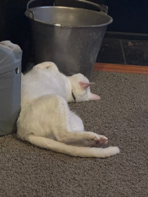 Customer photo review of Seresto Flea and Tick Collar for Cats